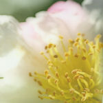 vsflowers042.jpg