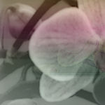 vsflowers043.jpg