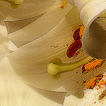 vsflowers044.jpg
