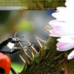 vsflowers046.jpg