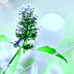 vsflowers048.jpg