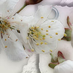 vsflowers050.jpg